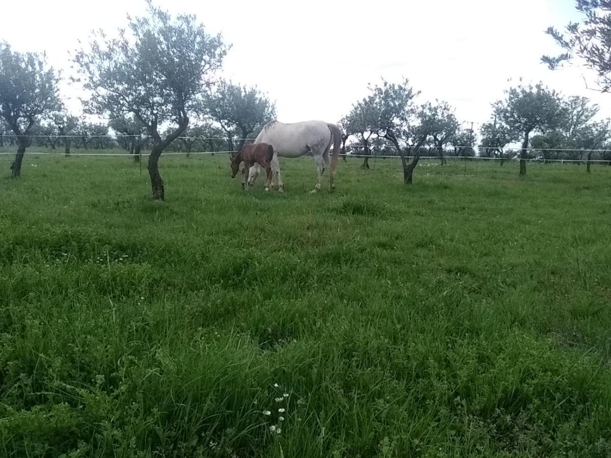 Studio indépendant dans Ferme Equestre Aups Exterior foto